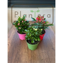 Euphorbia Milii - Dikenler Tacı - Üçlü Set 10-20 Cm