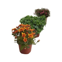 Karışık Renk Kasımpatı Fidanı 3 Adet Krizantem Chrysanthemum Seti 10-20 Cm