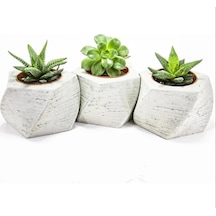 3'lü Beton Saksılı Hediye Sukulent Set