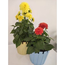 Yıldız Çiçeği - Dahlia Ikili Saksılı Set