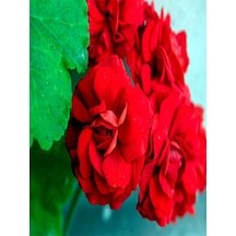 Videolu 1 Adet Bordo Sakız Sardunya Çiçeği 15-25 Cm Saksılı Çiçekli Bodur Bitkiler Geranium