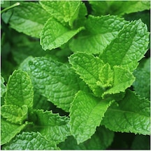 Doğal Spearmint Nane Tohumu 100 Tohum