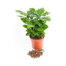 Kahve Bitkisi (Coffea Arabica) 20  cm