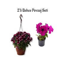 2'li Set Bordo Petunya 15-30 Cm + Pembe Petunya 5-15 Cm
