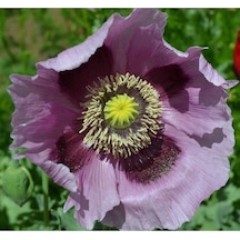 5 Adet Giant Purple Poppy Tohumu