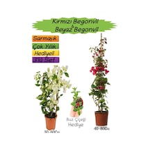 Kırmızı Renk Begonvil+beyaz Begonvil+buz Çiçeği 3'lü Peyzaj Seti