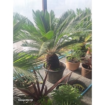 Cycas Revoluta-sikas - Japon Sago Palmiyesi - Gövde Boyu 55-80 Cm