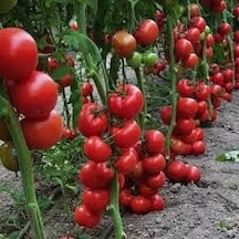 100 Adet Tohum Nadir Kırmızı Alyanak Domates Tohumu Hediye Tohuml