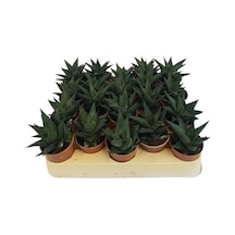 Sukulent Haworthia Limofolia x 20 ad