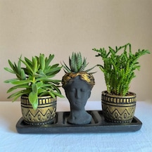 Haworthia & Sedum 3'lü Sukulent Seti | Helen Siyah & Gold Seri