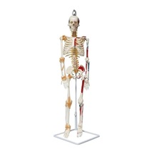 Iskelet Maketi 85 Cm