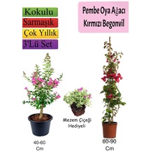 Pembe Oya Ağacı+ Kırmızı Begonvil+ Mezem Çiçeği