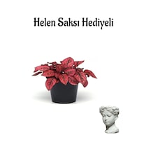 Zarif Yapraklı Kırmızı Renk Hostes Çiçeği Sevgililer Gününe Özel Helen Saksı Hediyeli