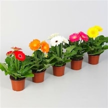 Saksılık Karışık Gerbera Çiçeği Tohumu Ekim Seti 5 Tohum Çiçek Tohumu Saksı Toprak Kombin