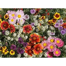 10 Adet Bird, Butterfly & Bee Wildflower Mix Tohumu