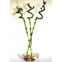 - Bambu Laki 80 Cm Şans Bambusu 4 Adet