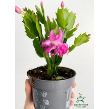Pembe Renk Yılbaşı Çiçeği Schlumbergera Truncata 1 Adet Saksılı 10-15cm