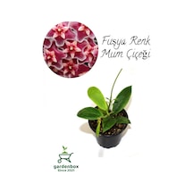 Nadir Tür Fuşay Renk Mum Çiçeği 10-20cm Hoya Carnosa