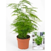 Hediyelik Dekoratif Canlı Salon Çiçeği 1 Adet 15-30cm Asparagus Setaceus