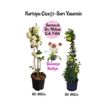 Kartopu Çiçeği 1 Adet+sarı Yasemin 1 Adet+pembe Gazanya Hediyeli Saksılı Bahçe Seti