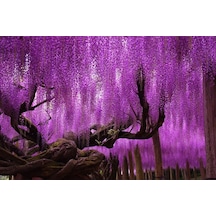 Mor Salkım Fidanı 3 Adet - Wisteria Sinensis