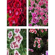 Karışık Renk Hüsnüyusuf Çiçeği Fidanı 10adet 20-30 Cm Tüplü Çiçekli Bodur Sweet William