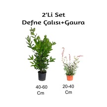 Defne Çalısı+ Gaura Çiçeği 2'li Set Dış Mekan Bitkisi
