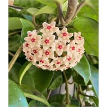 Serada Decor Plant Mum Çiçeği Beyaz 20-25 Cm Ev Salon Bitkisi Hoya Carnosa Çiçekli Bitki