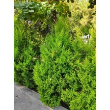 Videolu Limon Çamı Limoni Servi 80 90 Cm 1 Adet Saksılı Cupressus Macrocarpa