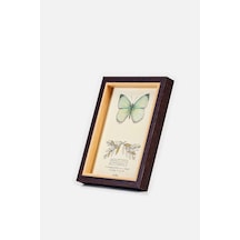 Butterfly Çerçeve 6 8