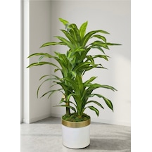 Cihan Çiçekçilik Dracaena Fragrans 3 Gövde Yapay Ağaç 160 Cm Gold Kemerli Beyaz 30x30 Saksı Çok Renkli