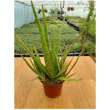 Serada Decor & Plant Aloevera 13 Cm Saksıda 25 - 30 Cm Arasında