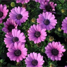 50 Adet Tohum Nadir Trapikal Afrika Papatyası Tohumu Afrika Çiçeği Tohumu Saksı Toprak Hediye