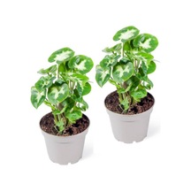 Syngonium Pixie - Set 2 Adet Melek Kanadı Çiçeği Fidanı 10-20 Cm