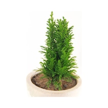 Videolu Özel Leylandi Bitkisi 40 60cm 1 Adet Saksılı Dış Mekan Bitkisi Cupressocyparis Leylandii