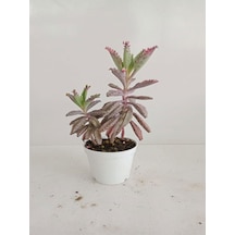Serada Decor & Plant 4'lü Bitki Seti Yaprak Güzeli+sukulent+kaktüs+telgraf+aşkın Göz Yaşı+kokulu Benjamin Canlı