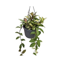 Hoya Carnosa 'Krimson Princess' (Mum Çiçeği) Ø17 CM Y40-45 CM