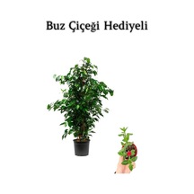 Hediyelik Yeşil Renk Benjamin Bitkisi Sevgililer Gününe Özel Buz Çiçeği