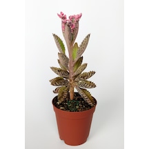 Aşkın Gözyaşları Çiçeği Kalanchoe Daigremontiana Pembe 5.5 Cm Sak
