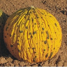 Dalaman Kavun Tohumu 25+ Tohum N112549