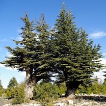 Juniperus Oxycedrus Katran Ağacı Toros Sediri Tohumu 20 Tohum