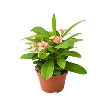 İthal 1 Adet Milli Dikenler Tacı Çiçeği 20-40 Cm Euphorbia Milii
