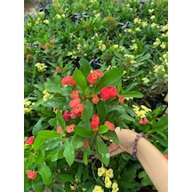 Kırmızı Renk Milli Dikenler Tacı Çiçeği 1 Adet Saksılı Euphorbia Milii