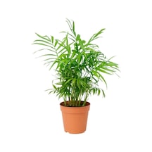 Dağ Palmiyesi Chamaedorea Elegans 30-40 Cm -peyzaj Burada Iç Mekan Süs Bitkisi