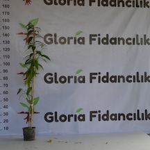 2 YAŞ SAKSIDA MELİSA KOLONYA ÇİÇEĞİ 110-150CM