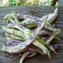 50 Adet Tohum Organik Taze Hasat Hobi Bahçe Niğde Yayla Çilli Kız Fasulyesi Fasülye Tohumu Saksı Top