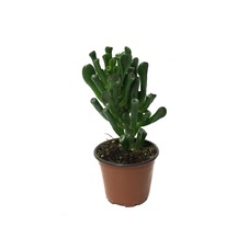 Crassula Ovata 'Golum' (Sukulent) Ø8,5 CM Y10-15 CM