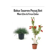 Mavi Çim 1 Adet Saksılı 10-20cm +fırça Çalısı 30-60cm 1 Adet Bahçe Seti