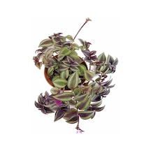 Tradescantia Alacalı Yeşil Telgraf Çiçeği 1 Adet Saksılı 20-40cm