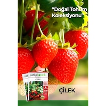 75 Adet Yerli Ata Sarmaşık Çilek Tohumu Standart
